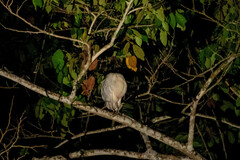 Pilherodius pileatus
