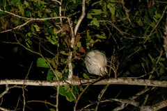 Pilherodius pileatus