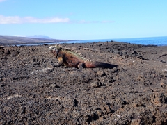 Amblyrhynchus cristatus