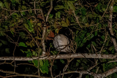 Pilherodius pileatus