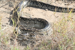Python natalensis