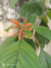 Hamelia