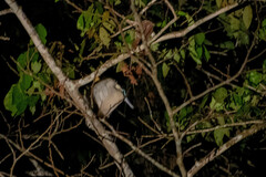 Pilherodius pileatus