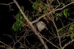 Pilherodius pileatus