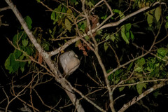 Pilherodius pileatus