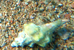 Fasciolariidae