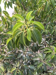 Excoecaria agallocha