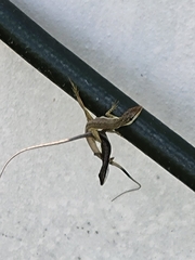 Anolis pulchellus