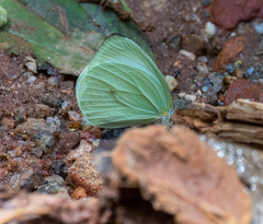 Pseudopieris nehemia