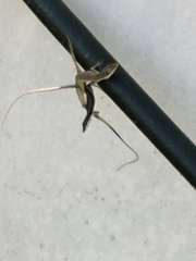 Anolis pulchellus