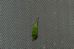 Odontoptera carrenoi