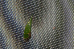 Odontoptera carrenoi