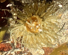 Anthopleura michaelseni
