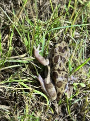 Hylambates maculatus