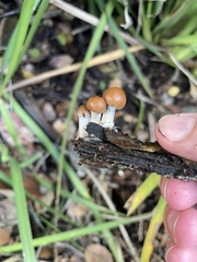 Psilocybe allenii