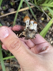 Psilocybe allenii