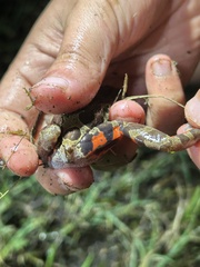 Hylambates maculatus