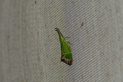 Odontoptera carrenoi