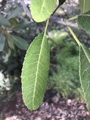 Heteromeles arbutifolia