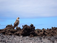 Buteo galapagoensis