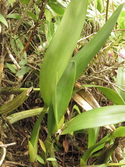 Prosthechea brassavolae