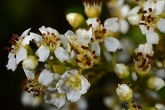 Heteromeles arbutifolia