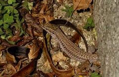Podarcis liolepis