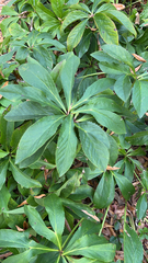 Helleborus orientalis