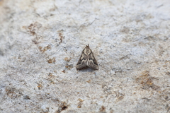 Palepicorsia ustrinalis