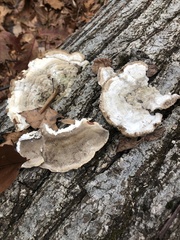 Trametes