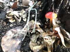 Hygrocybe