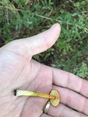 Hygrocybe