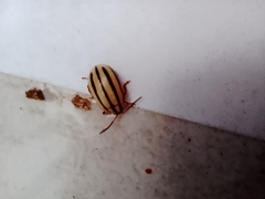 Kuschelina nigrovittata