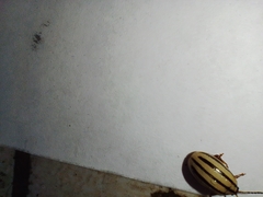 Kuschelina nigrovittata