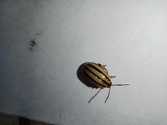 Kuschelina nigrovittata