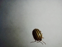 Kuschelina nigrovittata