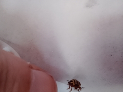 Kuschelina nigrovittata