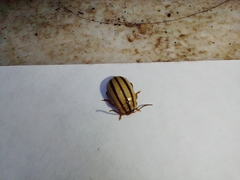 Kuschelina nigrovittata