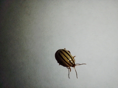 Kuschelina nigrovittata