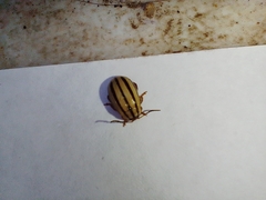 Kuschelina nigrovittata