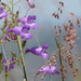 Penstemon amphorellae - Photo (c) Art Mur, some rights reserved (CC BY-NC-ND), uploaded by Art Mur
