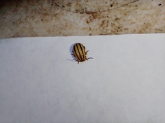 Kuschelina nigrovittata