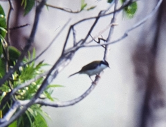 Melithreptus