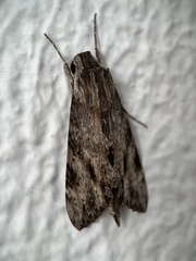 Erinnyis oenotrus