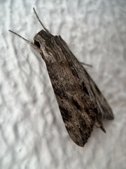 Erinnyis oenotrus