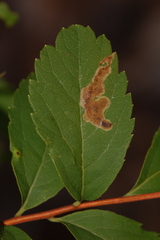 Agromyza valdorensis