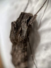 Erinnyis oenotrus