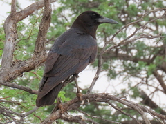 Corvus capensis