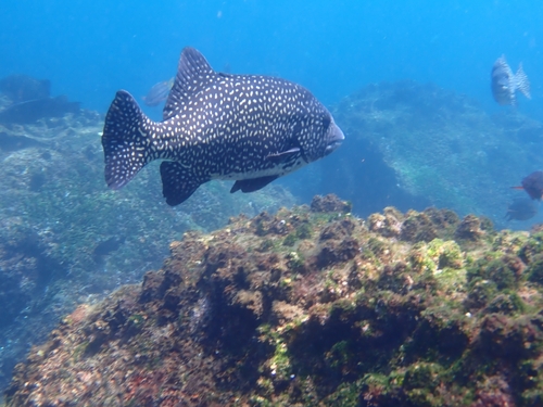 Pacific beakfish (Oplegnathus insignis) — Oplegnathidae — 2