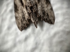 Erinnyis oenotrus